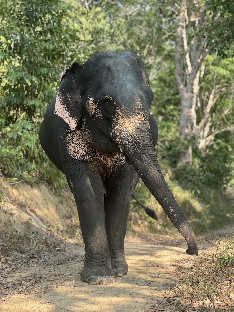 Mea Tong Po the elephant